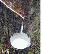 工業(yè)原料植物 樹(shù)脂植物的提取與應(yīng)用
